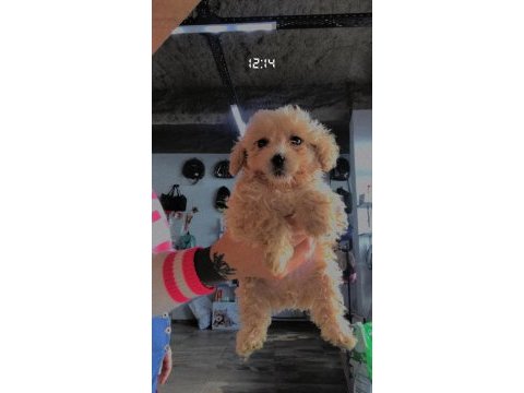 Maltipoo oğullarıma yuva arıyorum