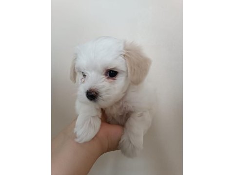 Maltese terrier dişi yavrumuz