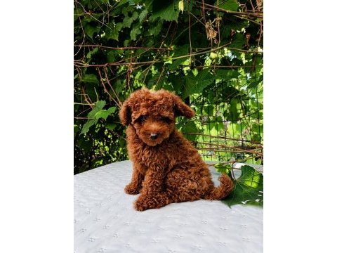 Irk garantili kore kan red brown toy poodle