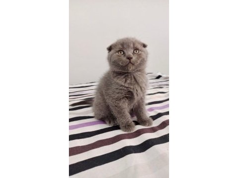 Scottish ve british shorthair yavrular yuvalarını bekliyor
