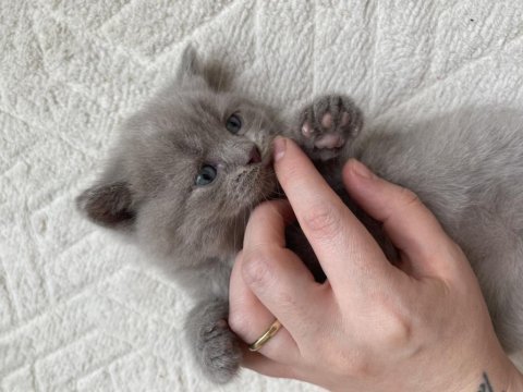 British shorthair yavrular