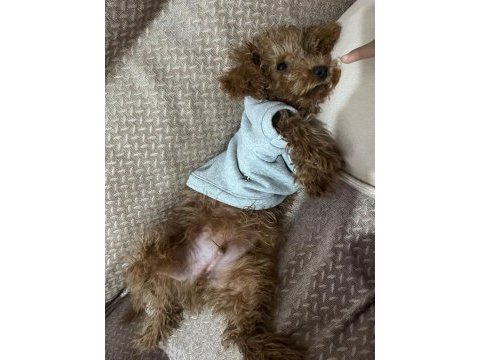 3 aylık toy poodle erkek aşıları tam