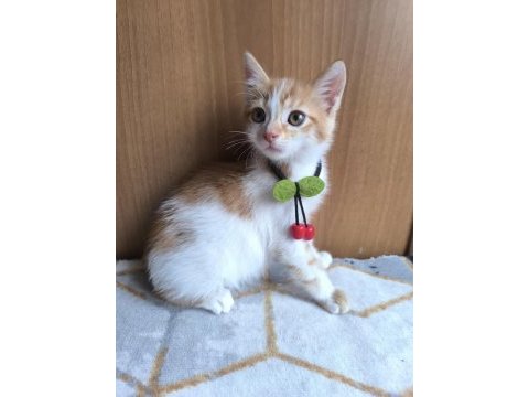Yavru kediye acil yuva aranıyor