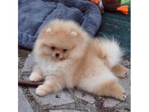 Pomeranian boo dişi erkek yavrularımız