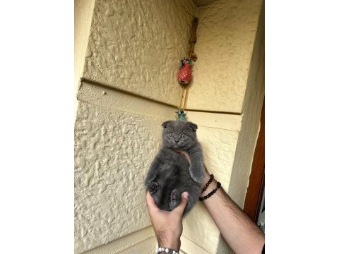 A kalite safkan scottish fold blue