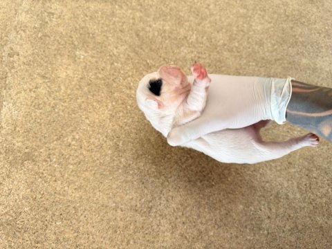 Pomeranian ciddi olanlar iletişime geçsin wp