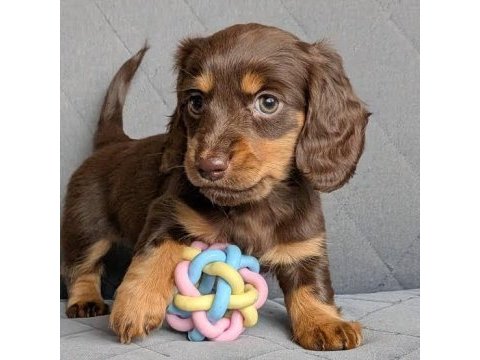 Uzun tüylü chocolate and tan aşılı dachshund bebekler