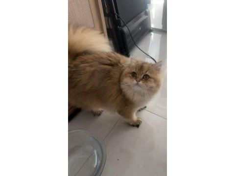 British longhair 10 aylık safkan-dişi