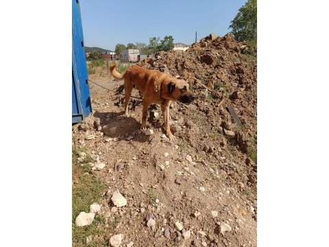 Adamcıl 3 yaşında kangal kopeği