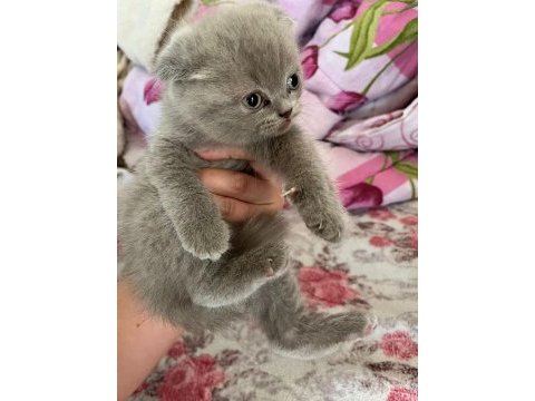 British shorthair yavrularımıza yuva arıyoruz