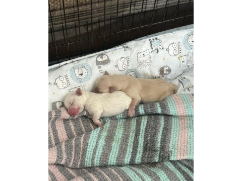 Anne 2.5 kg şivava 15 mart doğumlu 2 adet