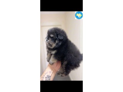 Ayı surat pomeranian boo son erkek yavrumuz