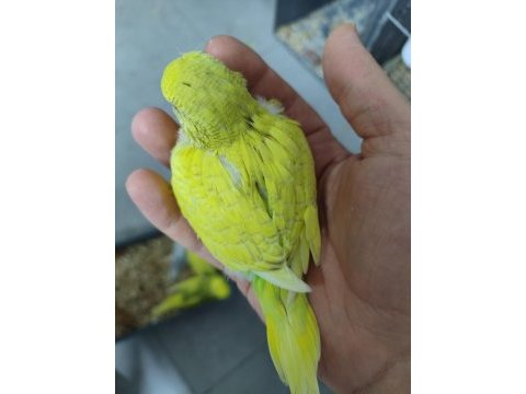Yavru show muhabbet kuşları