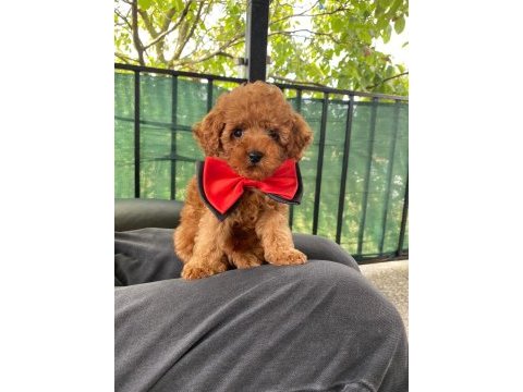 Sevimli poodle yavrular