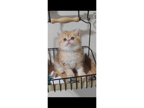 British shorthair kedisi