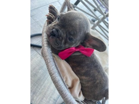Tiger renk mükemmel görsel french bulldog