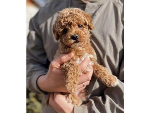 Irk ve sağlık garantili maltipoo yavrular mağazadan