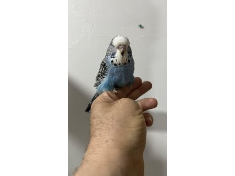 Show erkek yavru muhabbet kuşu
