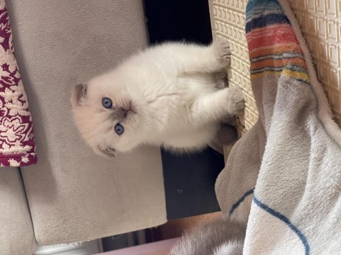 Safkan orjinal blue point scottish fold bebekler