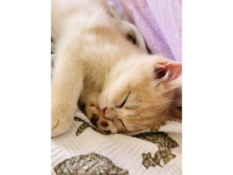 Ay 12 gold british shorthair