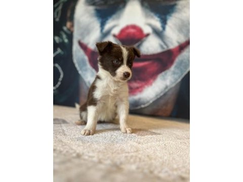 Border collie yavrular