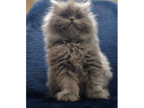 Safkan a kalite 1,5 aylık paspas british longhair erkeğim