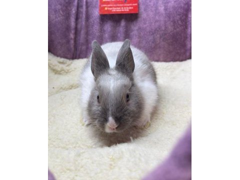 Cüce netherland dwarf tavşan yavrularımız