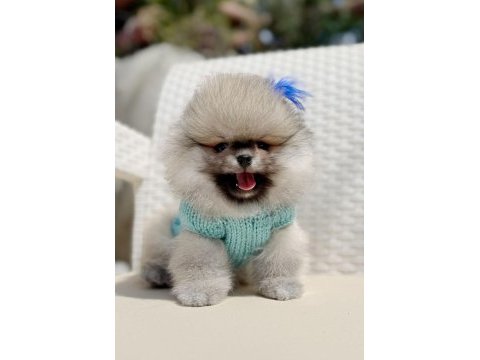 Pomeranian kalitesinin ve farkının farkında olan yavrular