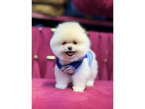 Fendi erkek 3 aylık tuvalet eğitimli pomeranian