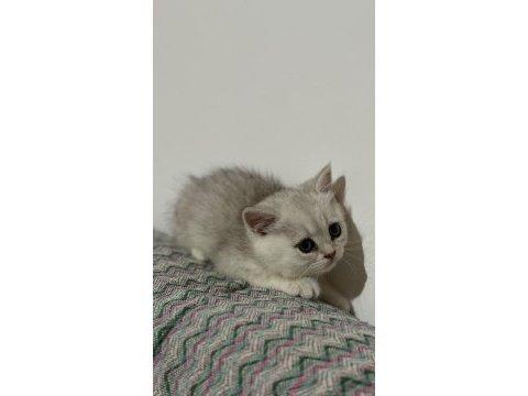 En tatlı bebek kediler burada