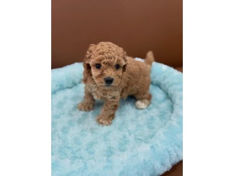 Sevimli maltipoo yavruları
