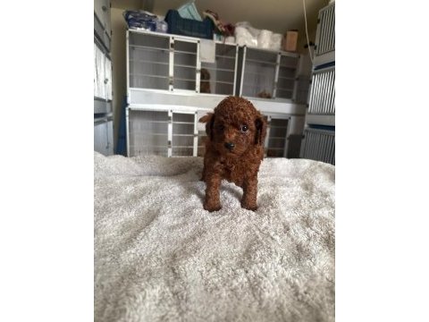 Kore toy poodle yavrularımız