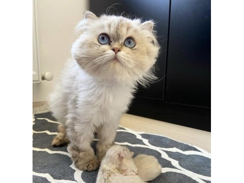 British longhair 2.5 yaşında