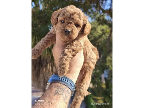 Poodle bebeğimiz
