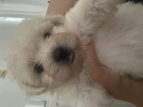 Korekan maltese terrier