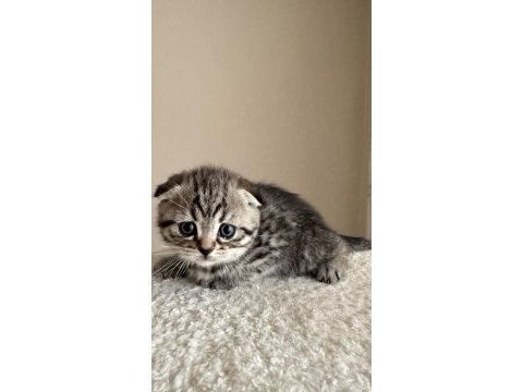 Dişi tabby scottish fold