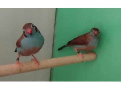 Cordon blue ispinoz çift tkf bilezikli