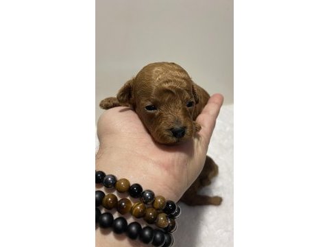 Red brown renk kore kan poodle bebekler