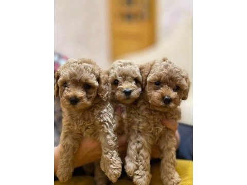Efsane poodle yavrularımız hazır