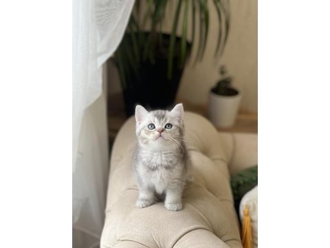 Özel renk silver british shorthair yavrum