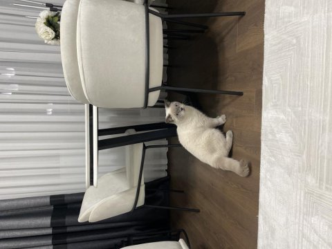 Blue point uyumlu british shorthair kedim