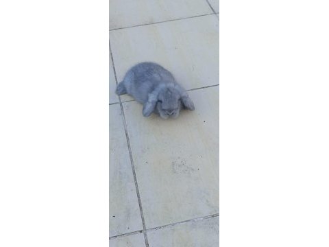 Hollanda lop tavşan yavrusu