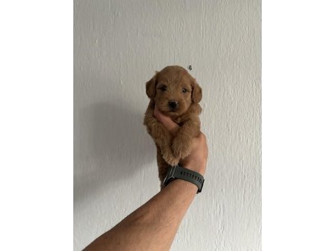 Maltipoo red bebekler