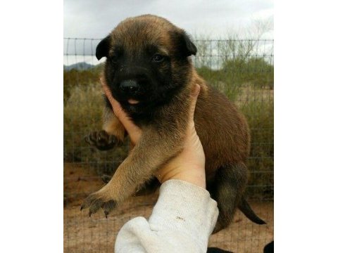 Hırs küpü belçika malinois yavrular