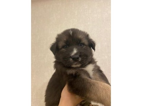 Husky alman kurdu kırması