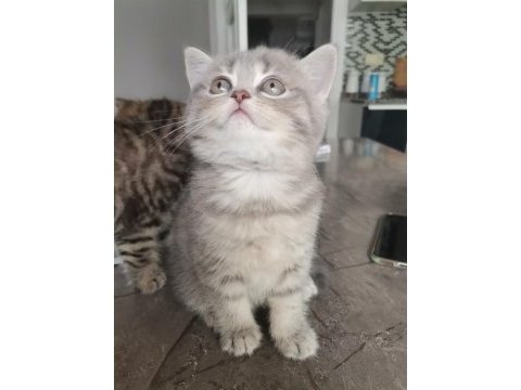 Black golden tabby yavrular british shorthair