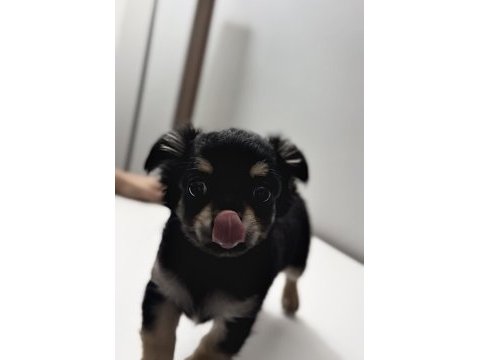 Mini boy şivava