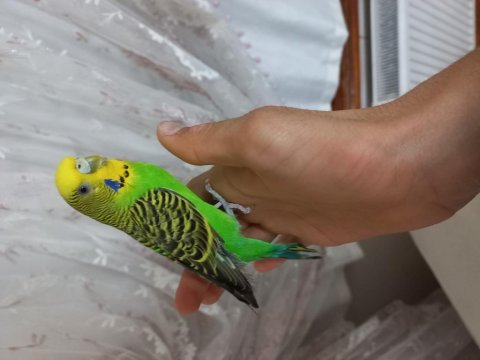 Erkek ve dişi satılık muhabbet kuşları