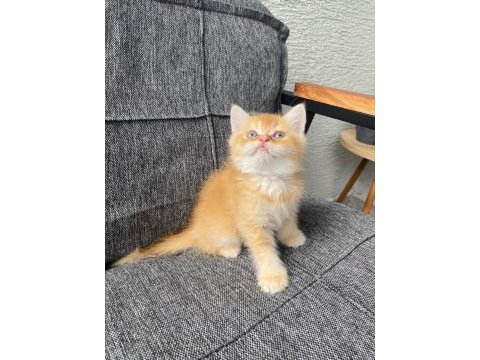 Golden erkek bebek british shorthair