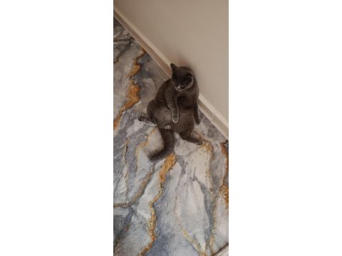 2 yaşında kısırlaştırılmış british shorthair